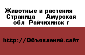  Животные и растения - Страница 8 . Амурская обл.,Райчихинск г.